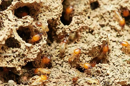 controlling termite