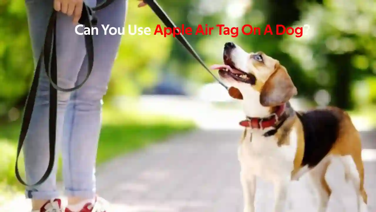 apple air tag to track a dog